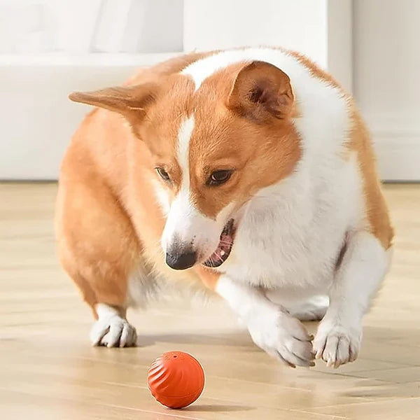 PawsPlay™ - Automatischer Smart Teasing Hundeball